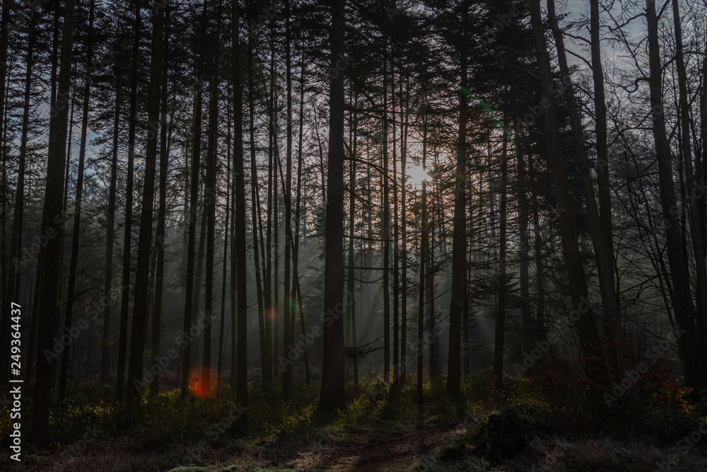 Obraz premium Nature