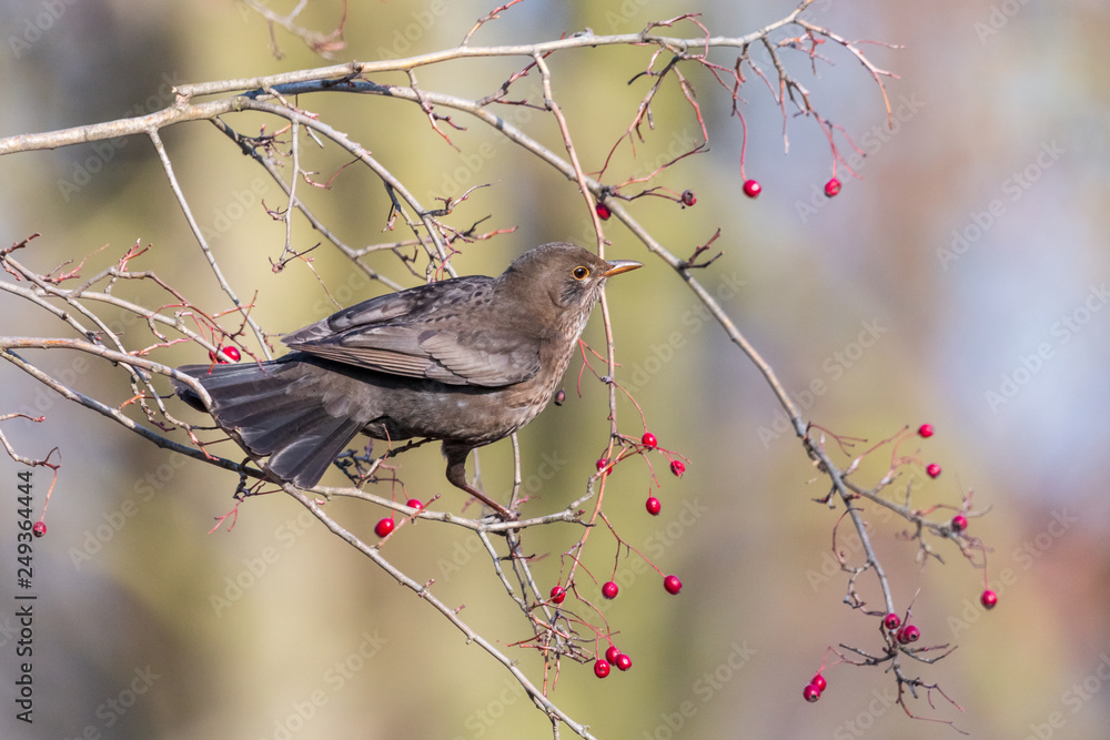 Female blackbird perching on a twig with red berries. Thrush (Turdus merula) feeding on hawthorn branch with blurred background. Female blackbird perching on a twig with red berries. Thrush (Turdus merula) feeding on hawthorn branch with blurred background.