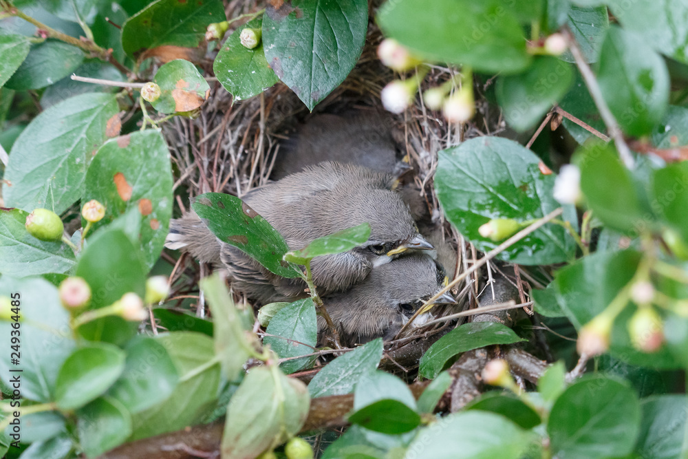 Young grey warbler chicks lying in the nest. Juvenile lesser whitethroat (Sylvia curruca). Cute wildlife scene from summer forest. Young grey warbler chicks lying in the nest. Juvenile lesser whitethroat (Sylvia curruca). Cute wildlife scene from summer forest.