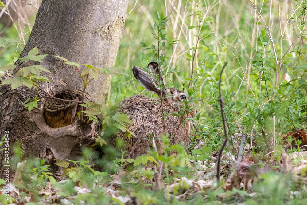 Obraz premium Wild brown hare hiding under the tree with green background. European hare (Lepus europaeus) with long ears sitting invisible among green grass in the forest.