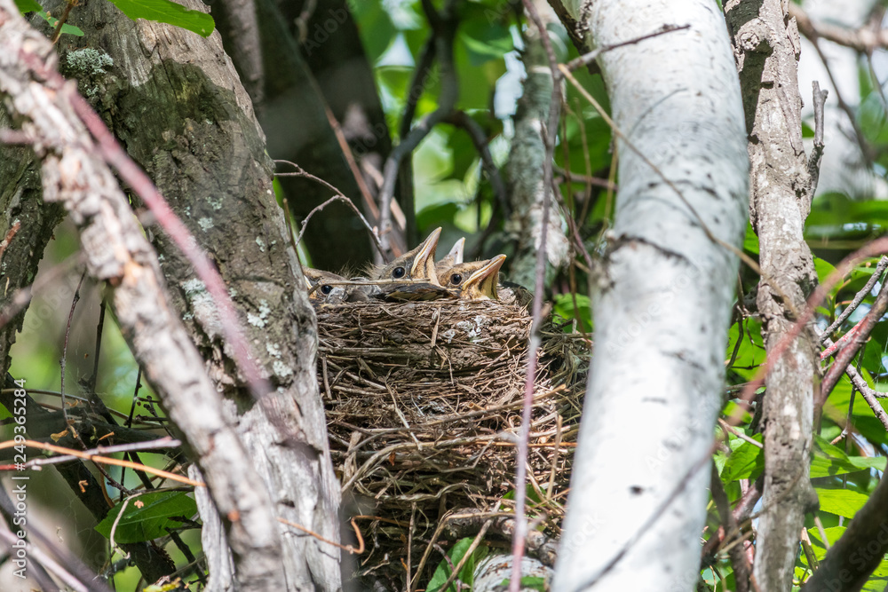 Fieldfare chicks looking out of the nest located among tree branches. Young thrushes (Turdus pilaris) heads sticking out of the nest in spring forest. Fieldfare chicks looking out of the nest located among tree branches. Young thrushes (Turdus pilaris) heads sticking out of the nest in spring forest.