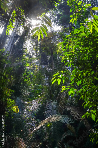 Fototapeta Naklejka Na Ścianę i Meble -  Jungle landscape Taman Negara national park, Malaysia