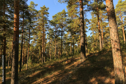 Summer autumn green pine forest with blue sky in sunlight, landscape 