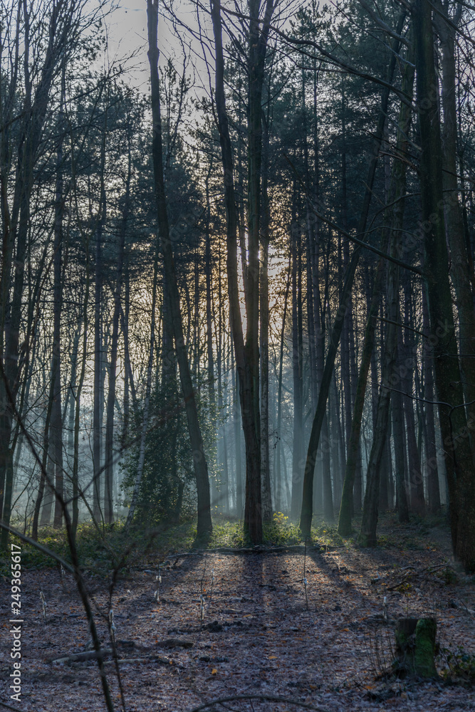 Fototapeta premium Nature