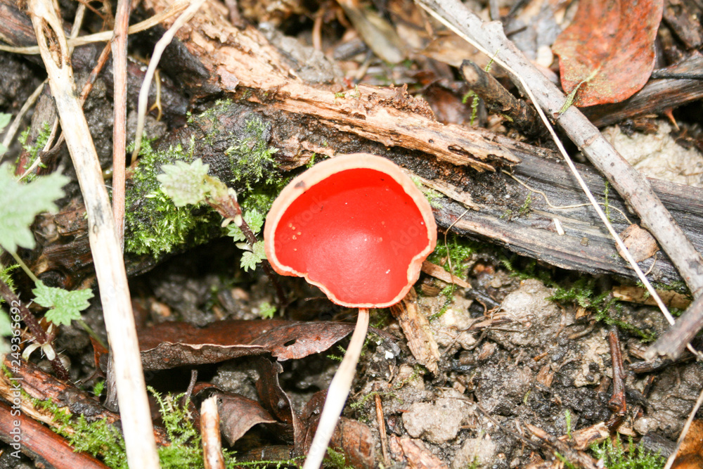beautiful edible raw mushroom outside forage free food beautiful edible raw mushroom outside forage free food
