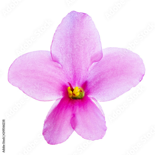 flower lilac yellow Viola isolated on white background. Close-up. Macro. Element of design.