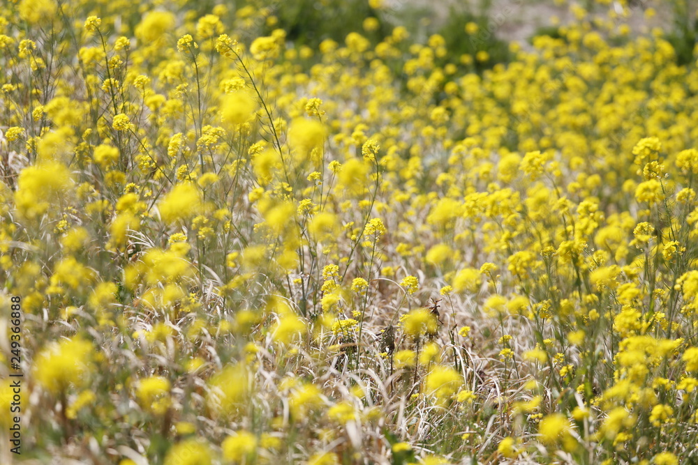 Fototapeta premium 菜の花