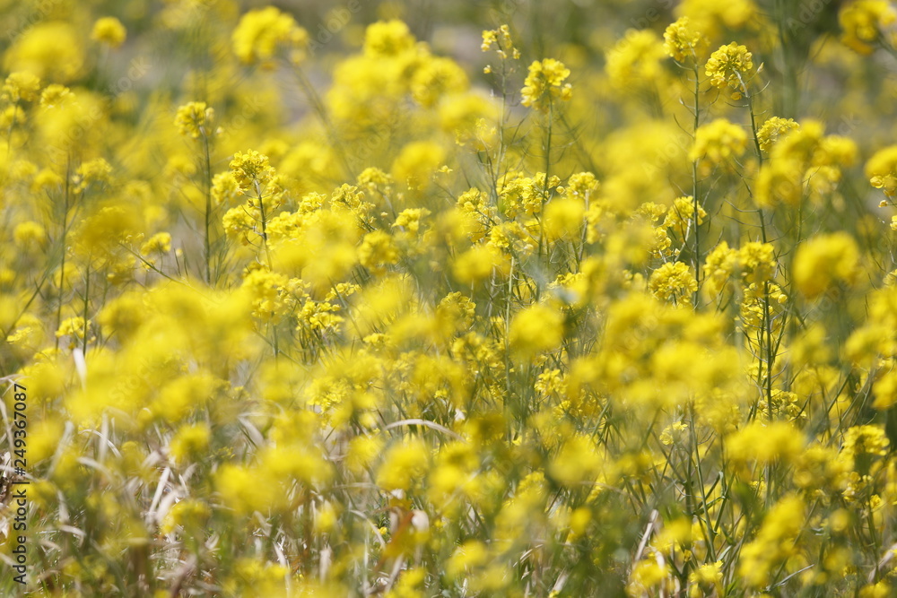 Fototapeta premium 菜の花