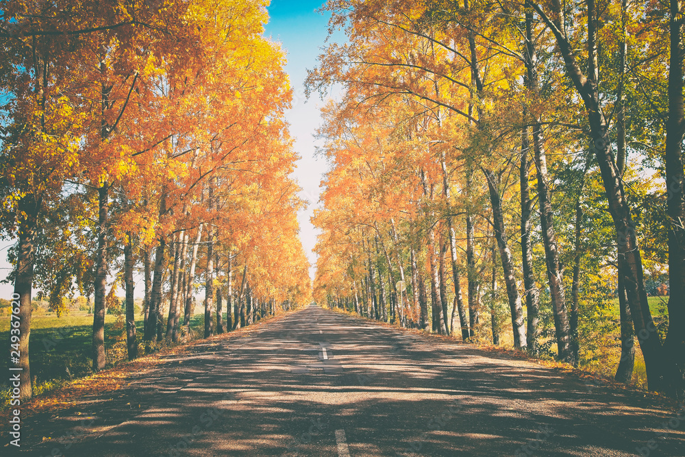 Fototapeta premium piękny krajobraz jesiennej drogi, na skraju drogi malowniczy jesienny las z jasnożółtymi liśćmi i błękitnym niebem, stonowany