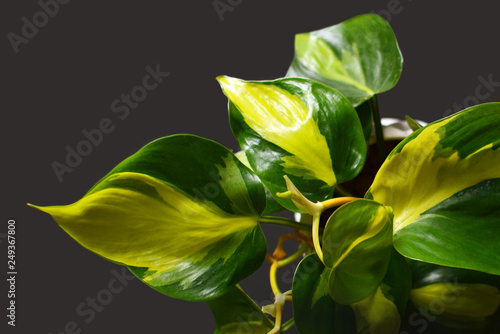 Exotic green Philodendron Scandens Brasil creeper plant with yellow stripes on dark background photo
