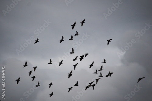 Flock in flight