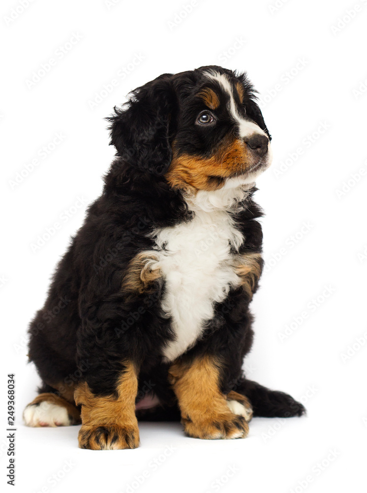 bernese mountain dog puppy on white background