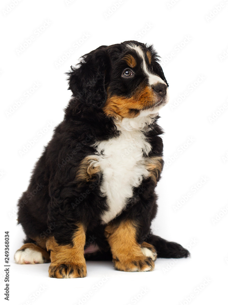 bernese mountain dog puppy on white background bernese mountain dog puppy on white background