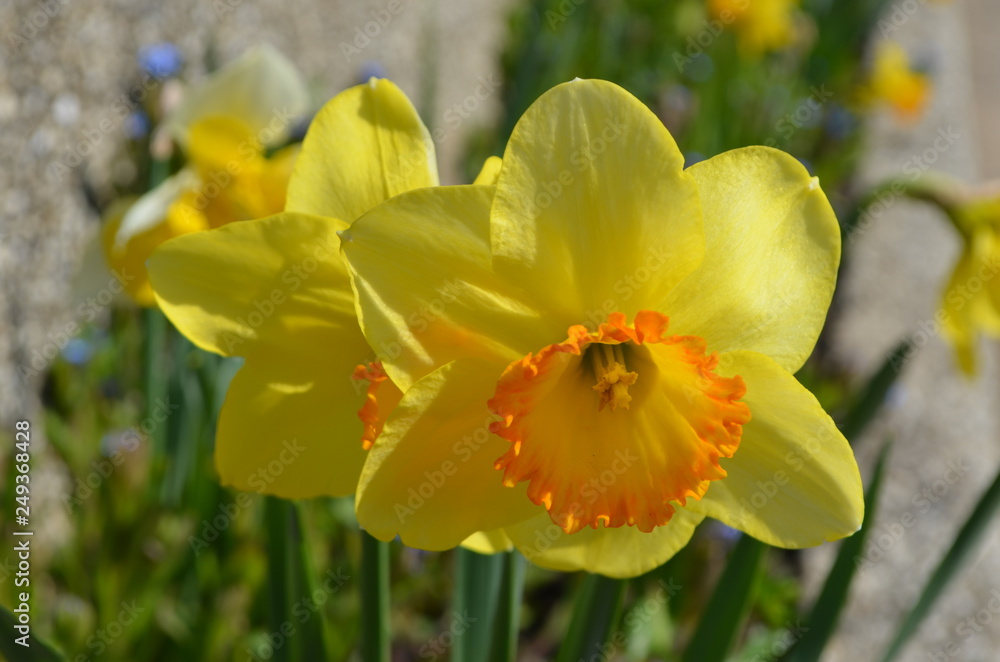 Two yellow daffodil flowers in a spring garden Two yellow daffodil flowers in a spring garden