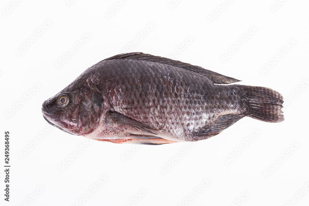 Fototapeta premium Fish, Platy mojarra, Nilotic tilapia, Chitralada tilapia on white background