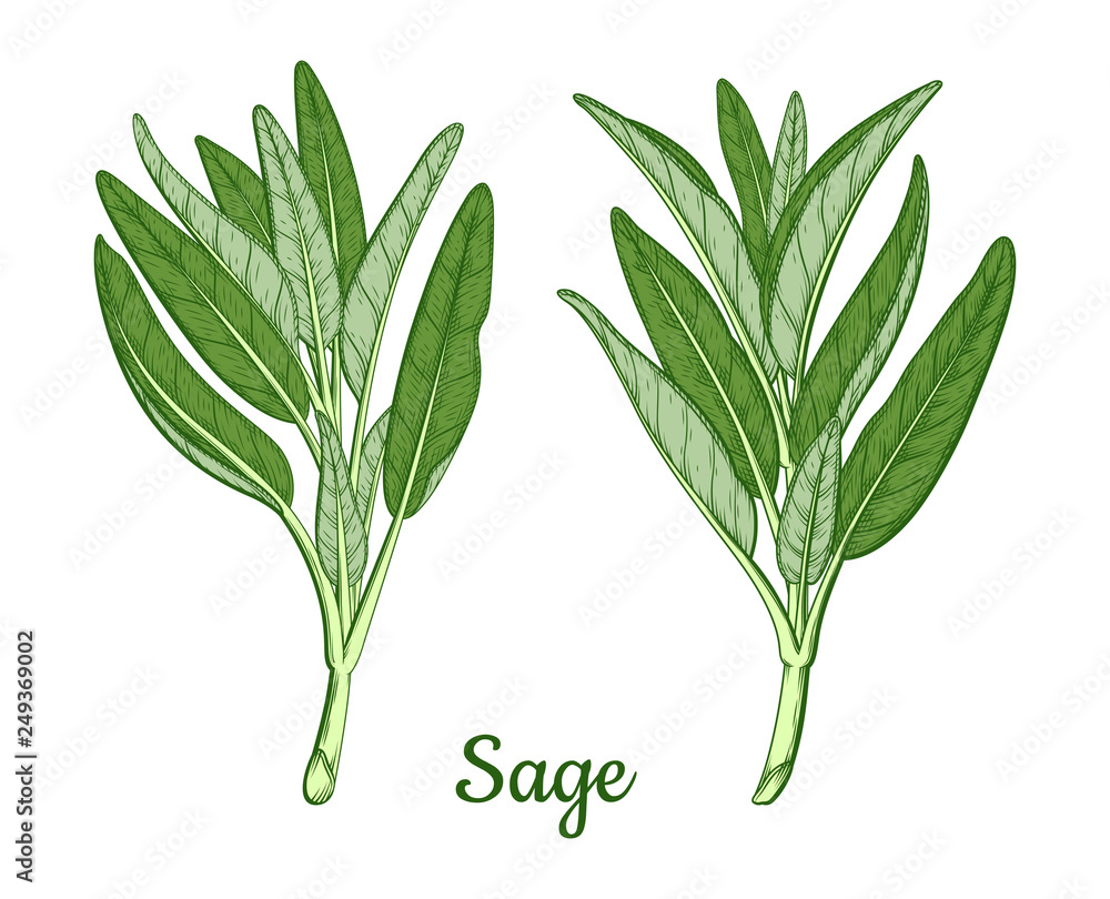 Sage or Salvia leaves leaf branch twig stick. Ink sketch vector illustration.  Retro style. Ink hand drawn sage tea herb Illustration. Detailed vintage  sketch Stock Vector | Adobe Stock