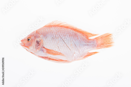 fish, red mojarra or red tilapia on white background