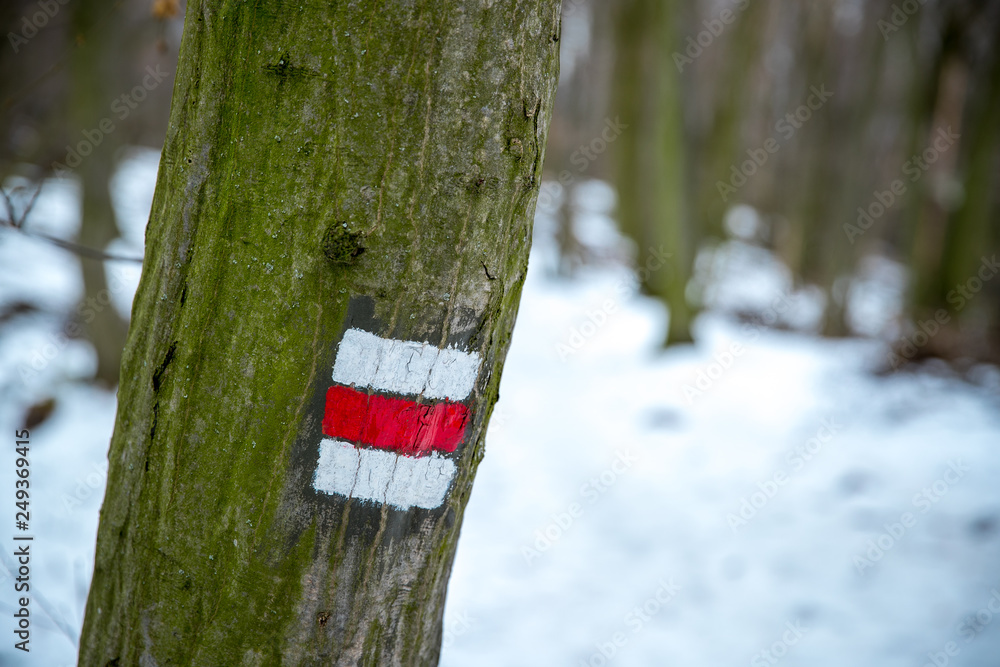Fototapeta premium A mark on a tree marking the forest path and its difficulty