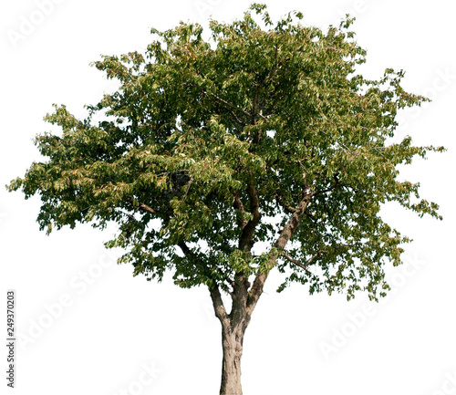 Prunus avium - Vogel-Kirsche photo