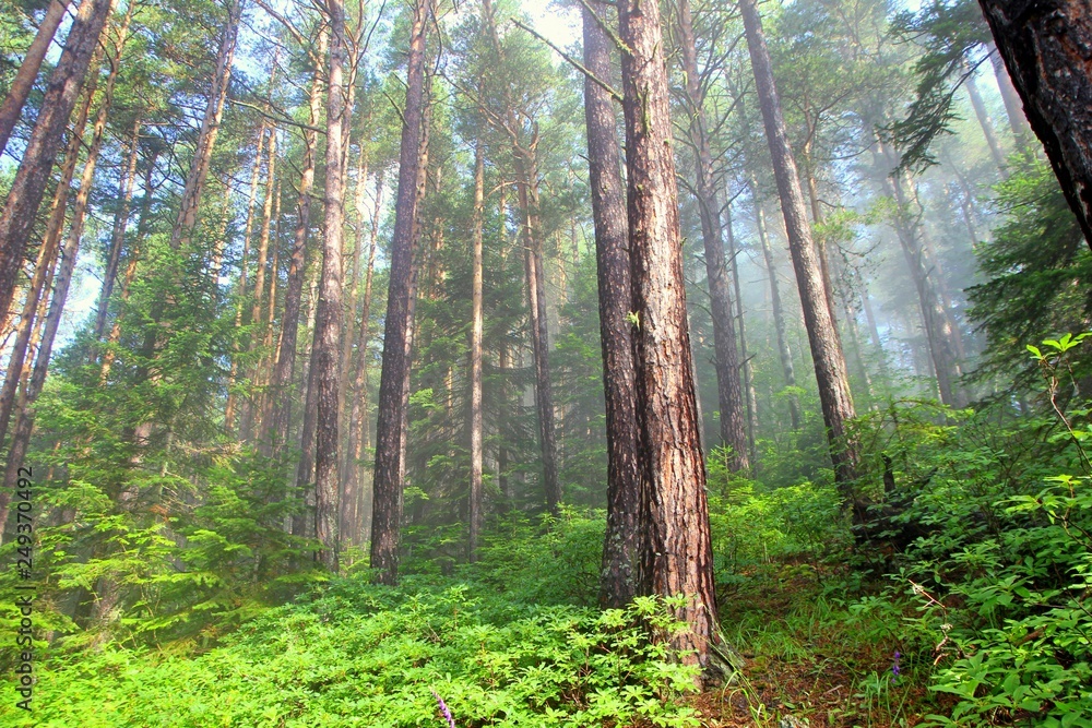 Fototapeta premium foggy morning in the forest