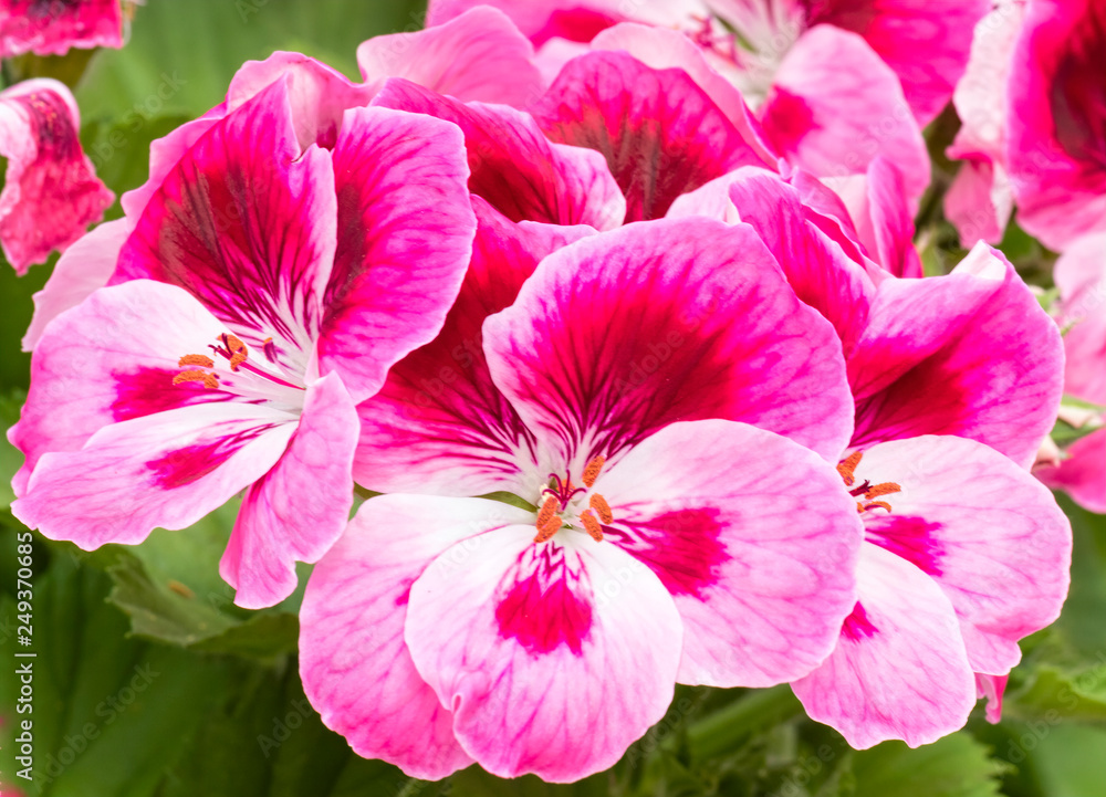 pink geranium in bloom in spring pink geranium in bloom in spring