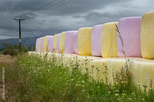 Dargaville New Zealand. Bales of hay in Pink plastic rolls photo