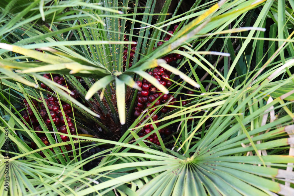 Obraz premium Small palm tree with fruits