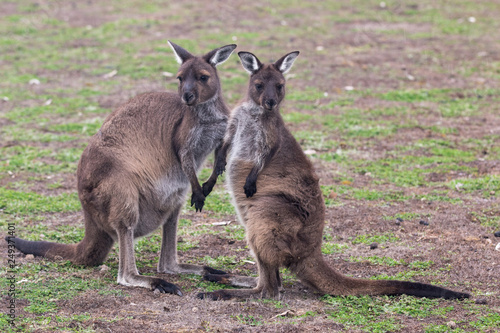 Two cute australian Kangaroo standing in the field and waiting