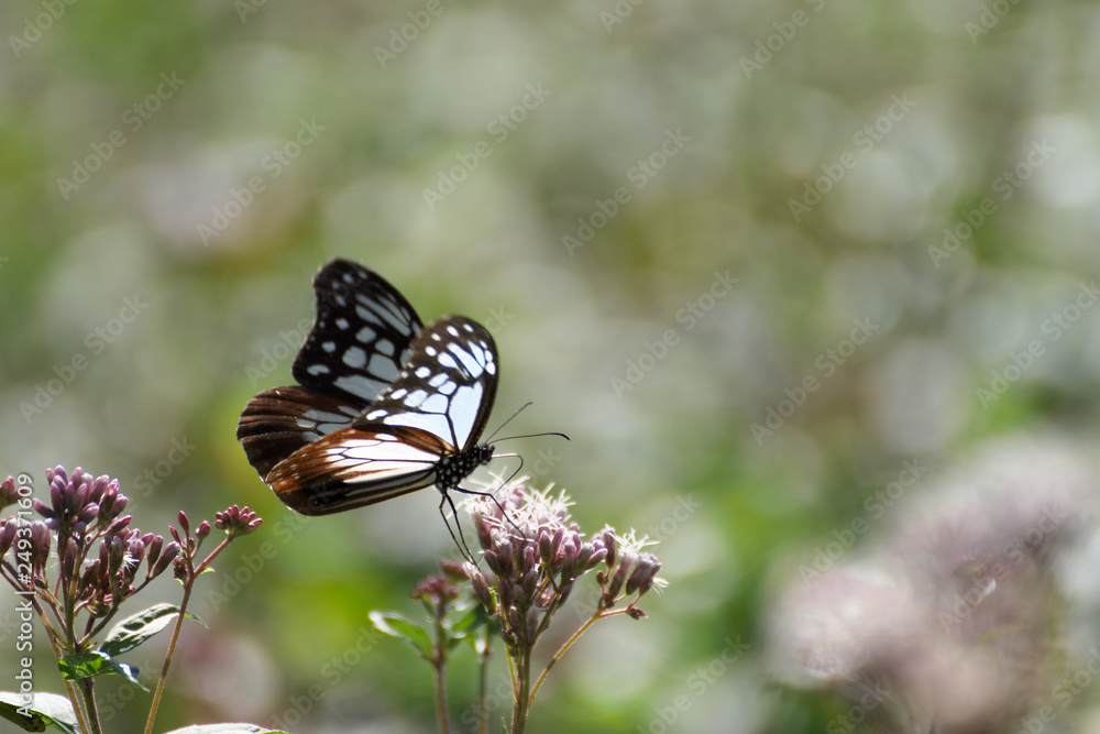 Obraz premium アサギマダラ