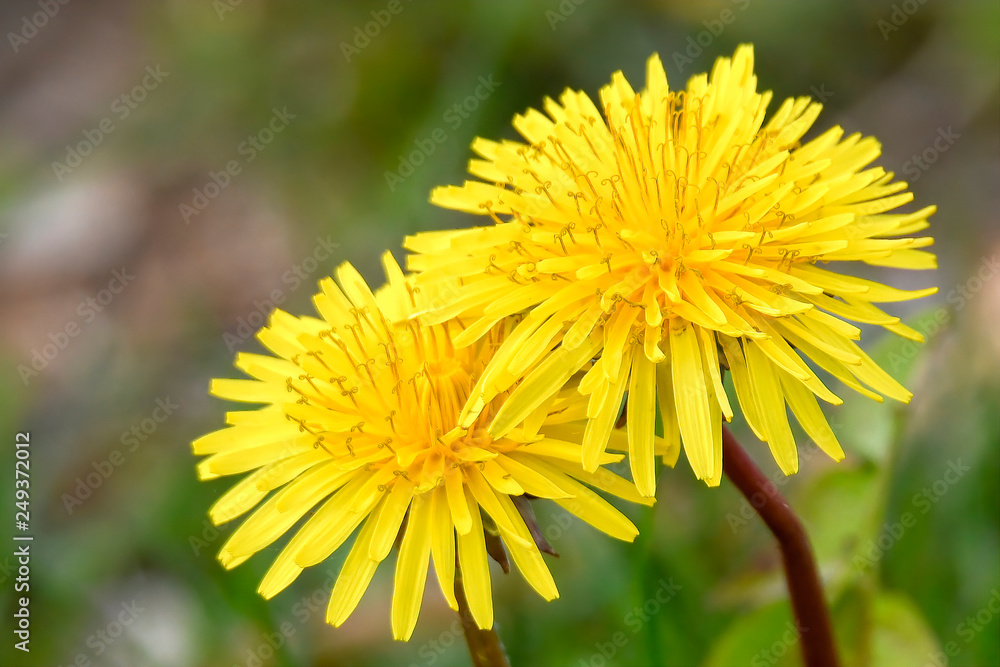 dandelion in the meadow dandelion in the meadow