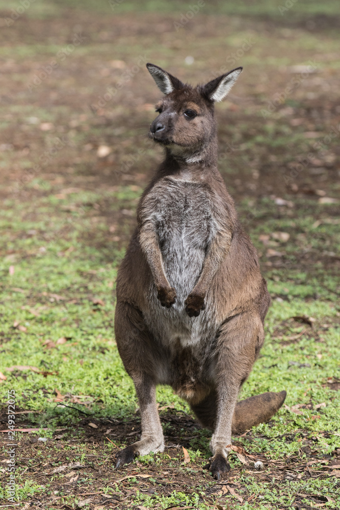Portrait of young cute australian Kangaroo standing in the field and waiting. Joey