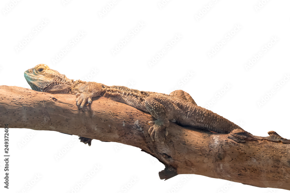 Fototapeta premium pogona vitticeps bearded dragon