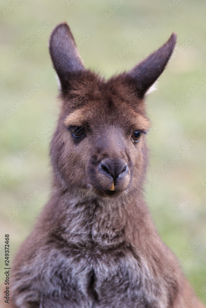 Fototapeta premium Portrait of young cute australian Kangaroo with big bright brown eyes