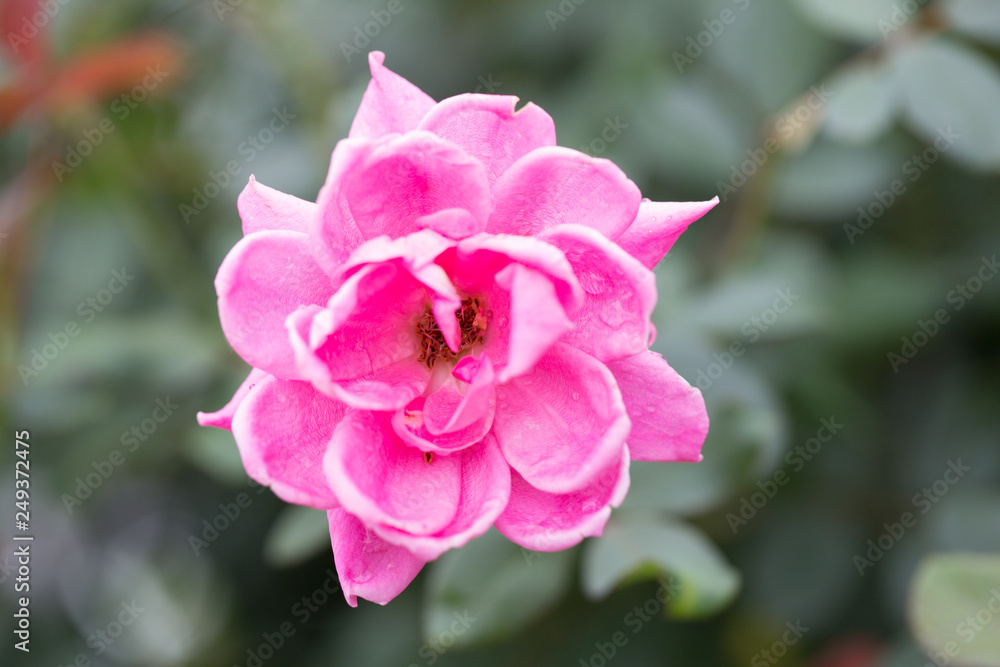 Fototapeta premium flowers, DC