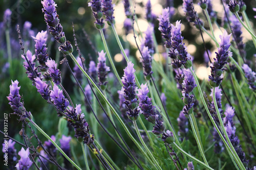 Fototapeta Naklejka Na Ścianę i Meble -  Flowering lavender plants