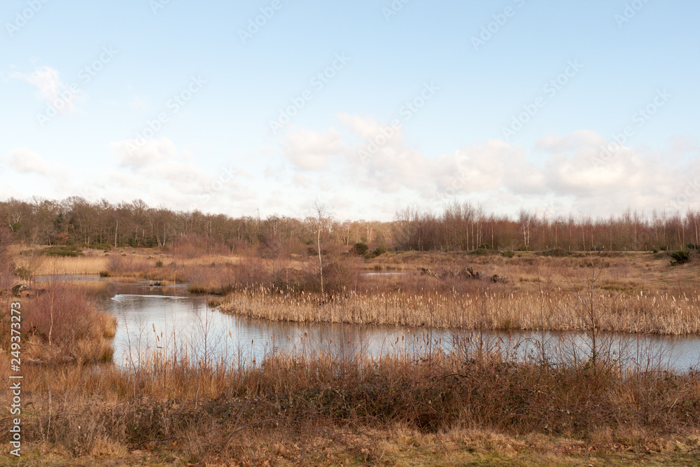outside reeds along waterway nature landscape background