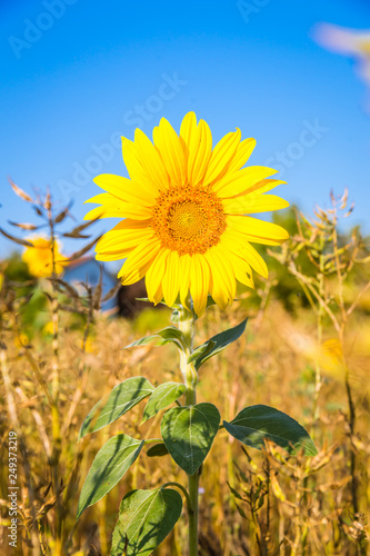 eine einsame Sonnenblume
