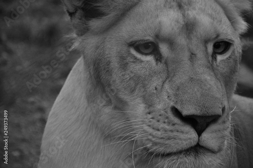 big, nature, africa, wildlife, up, close, portrait, lion, wild, male, animal, mane, background, white, king, beautiful, majestic, safari, eyes, head, leader, creature, fur, carnivore, wilderness, fero photo