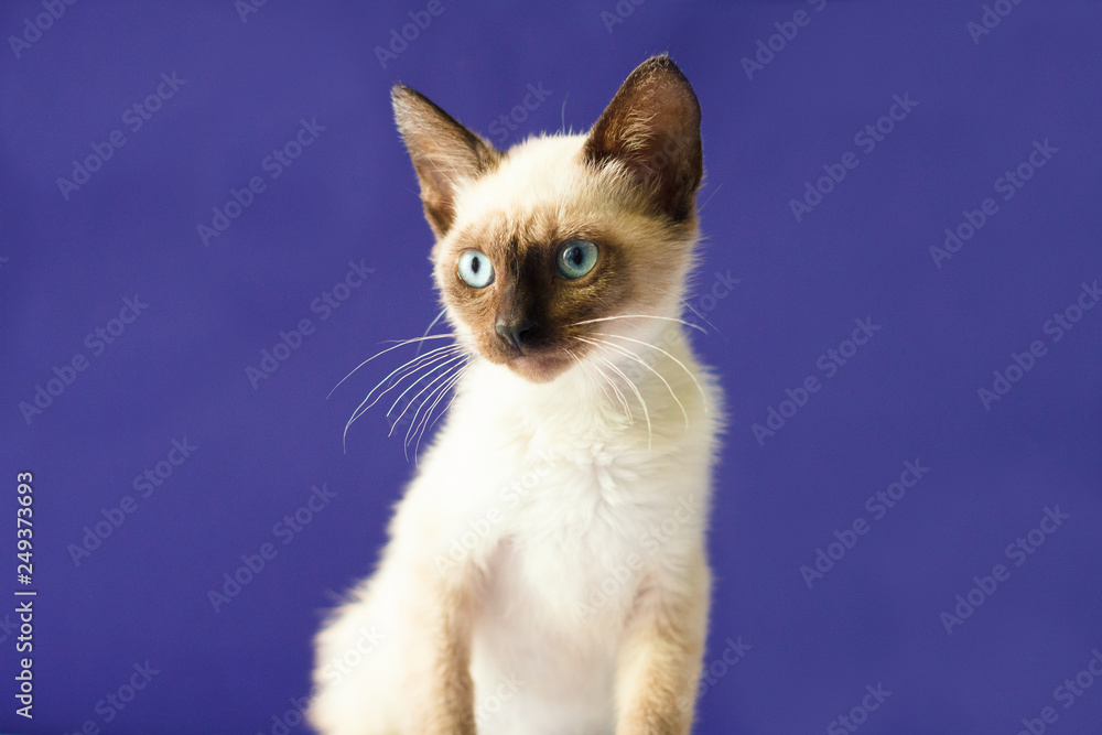 Siamese cat purple background