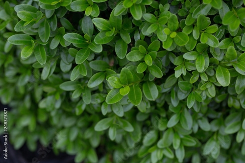 Wallpaper Mural stock Torontodigital.ca