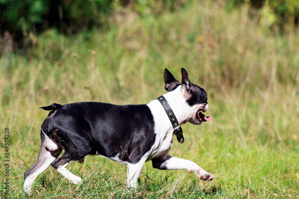 Boston Terrier breed dog runs happy and contented on a walk through the green forest