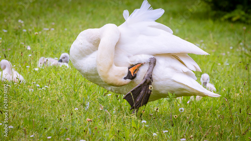 Ein Schwan auf der Wiese