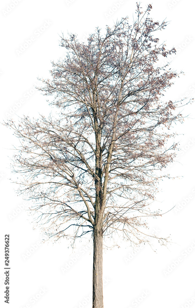 Robinia pseudoacacia - Robinie Robinia pseudoacacia - Robinie