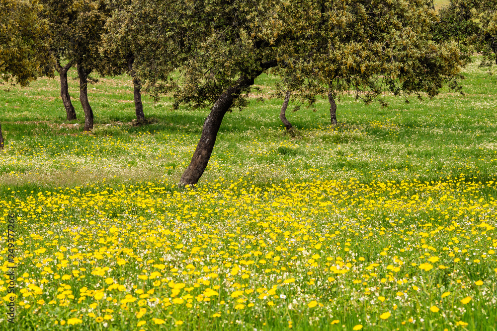 Holm Oak in Andujar natural Park, Sierra Morena mountains, Andalucia, Spain. Homeland of the Iberian linx Holm Oak in Andujar natural Park, Sierra Morena mountains, Andalucia, Spain. Homeland of the Iberian linx