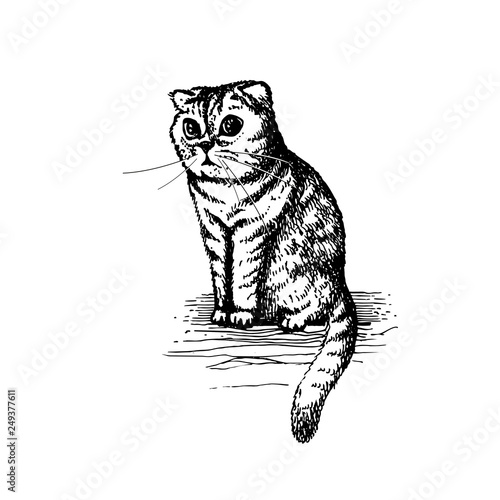 cute kitty sitting hand drawn illustration sketch