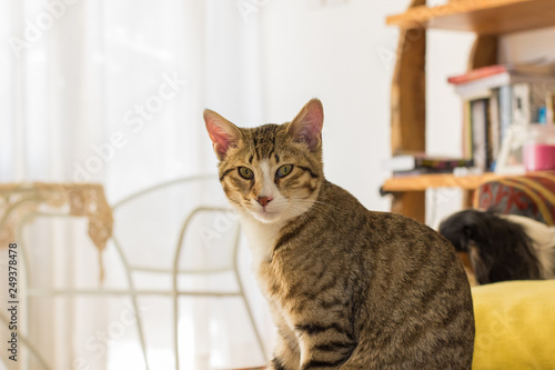 domestic cat portrait looking at camera in cozy bright studio home interior on white curtains and furniture unfocused background, copy space