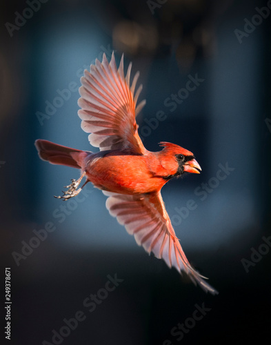 Cardinal in Flight Fototapet