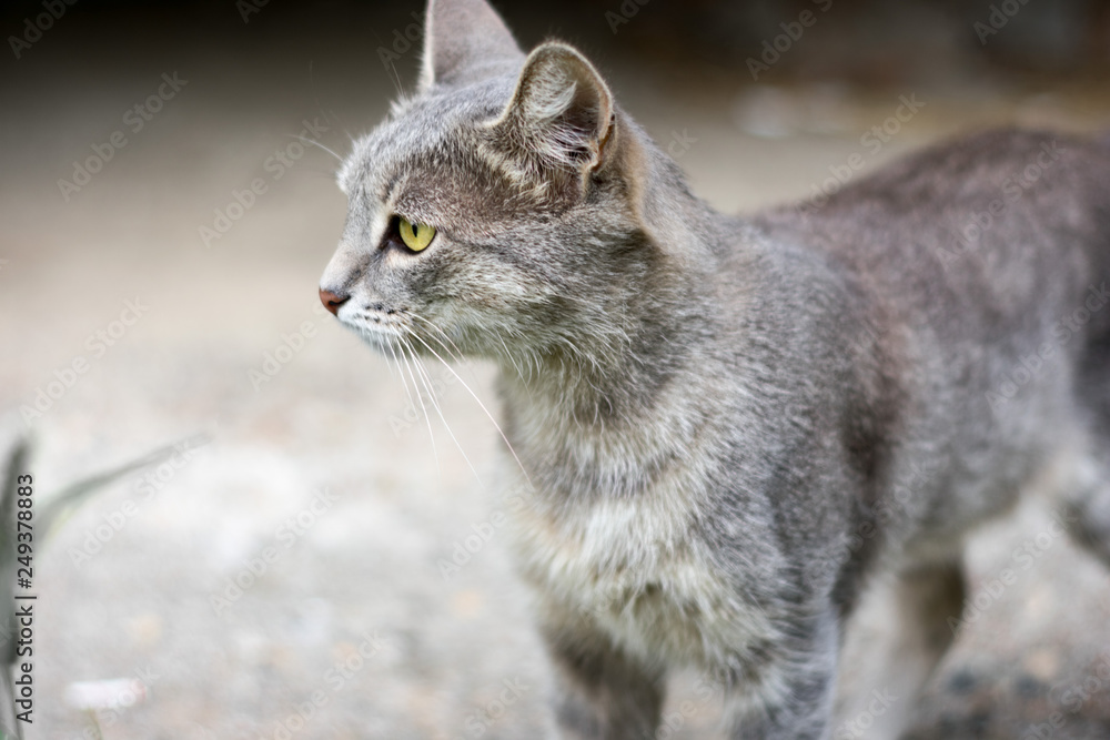 gray cat gray cat