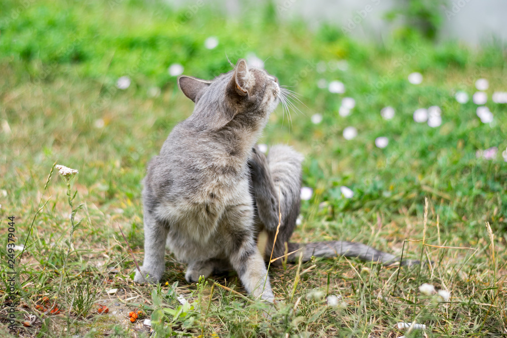 Obraz premium cat on the grass