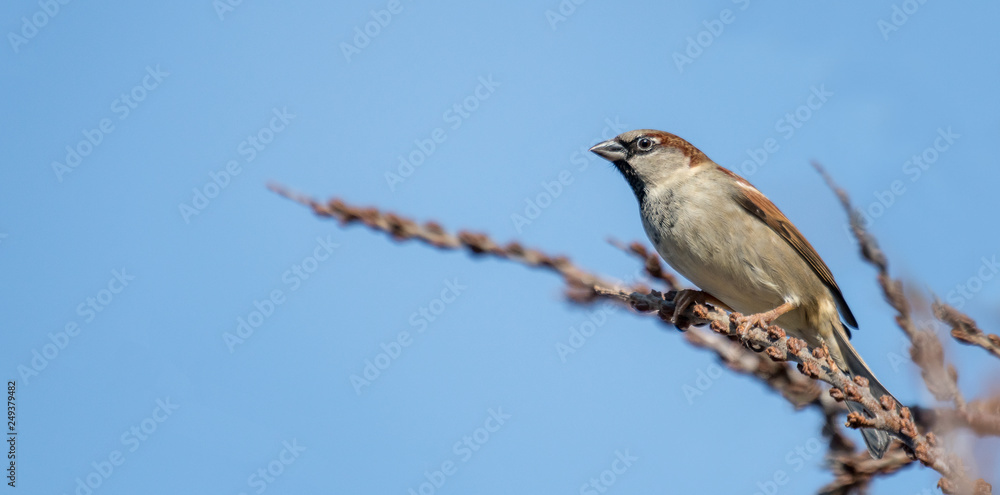 little sparrow male is looking interested, sitting on a branch in front of blue sky little sparrow male is looking interested, sitting on a branch in front of blue sky